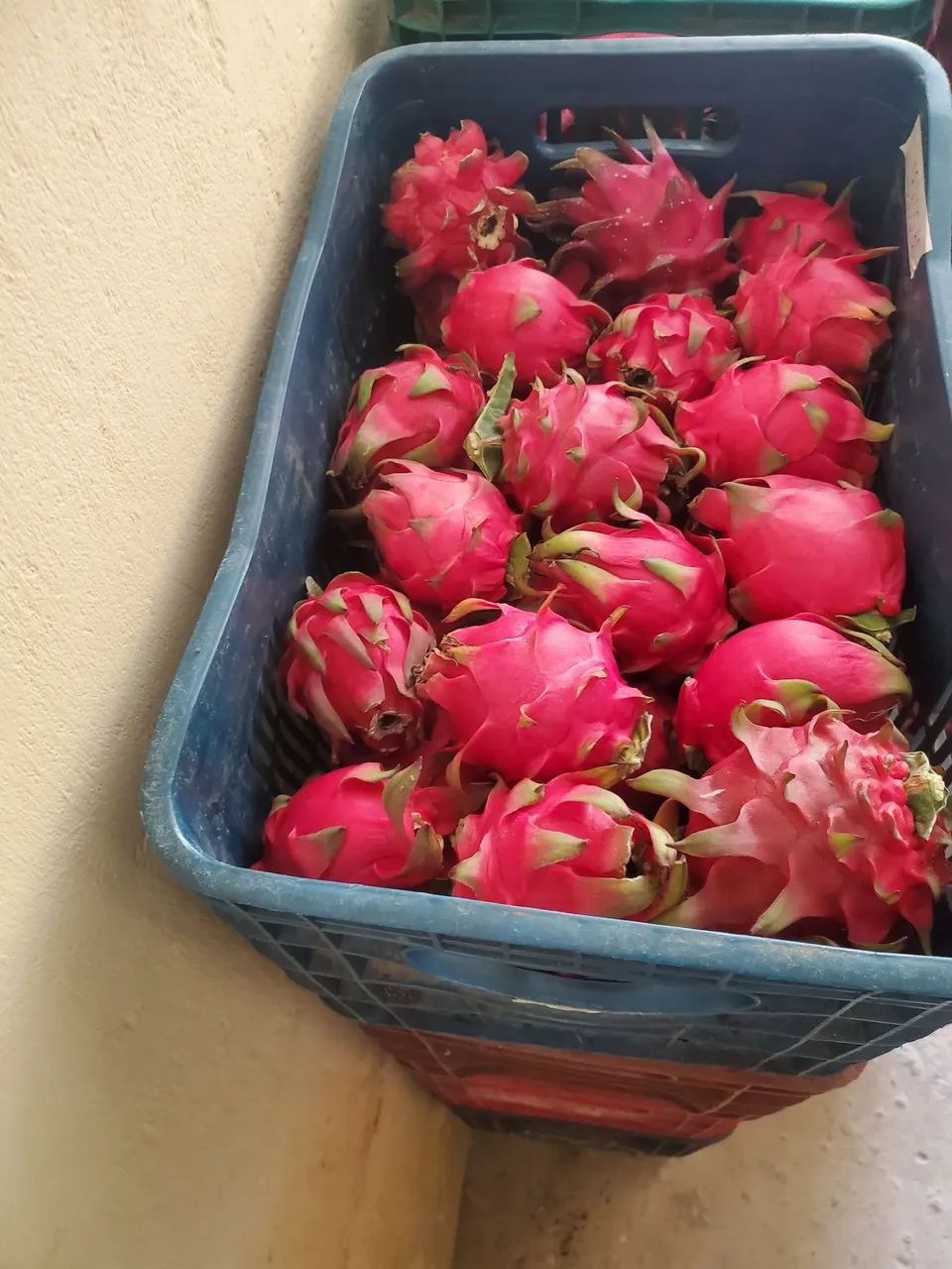 Pitaya colhida madura  - Foto 2