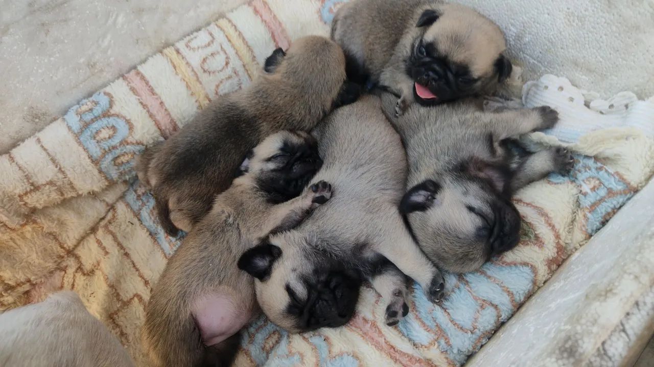 Pug macho  - Foto 3