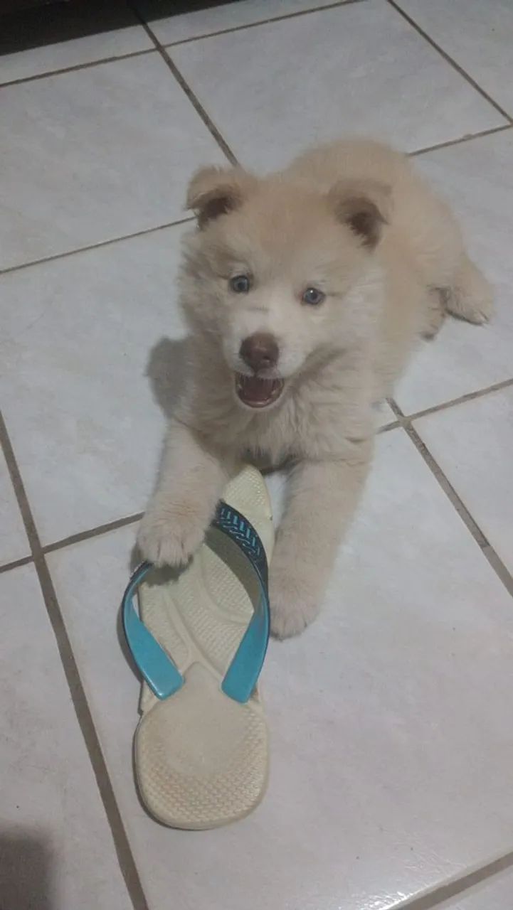 Cachorro Husky siberiano  - Foto 4