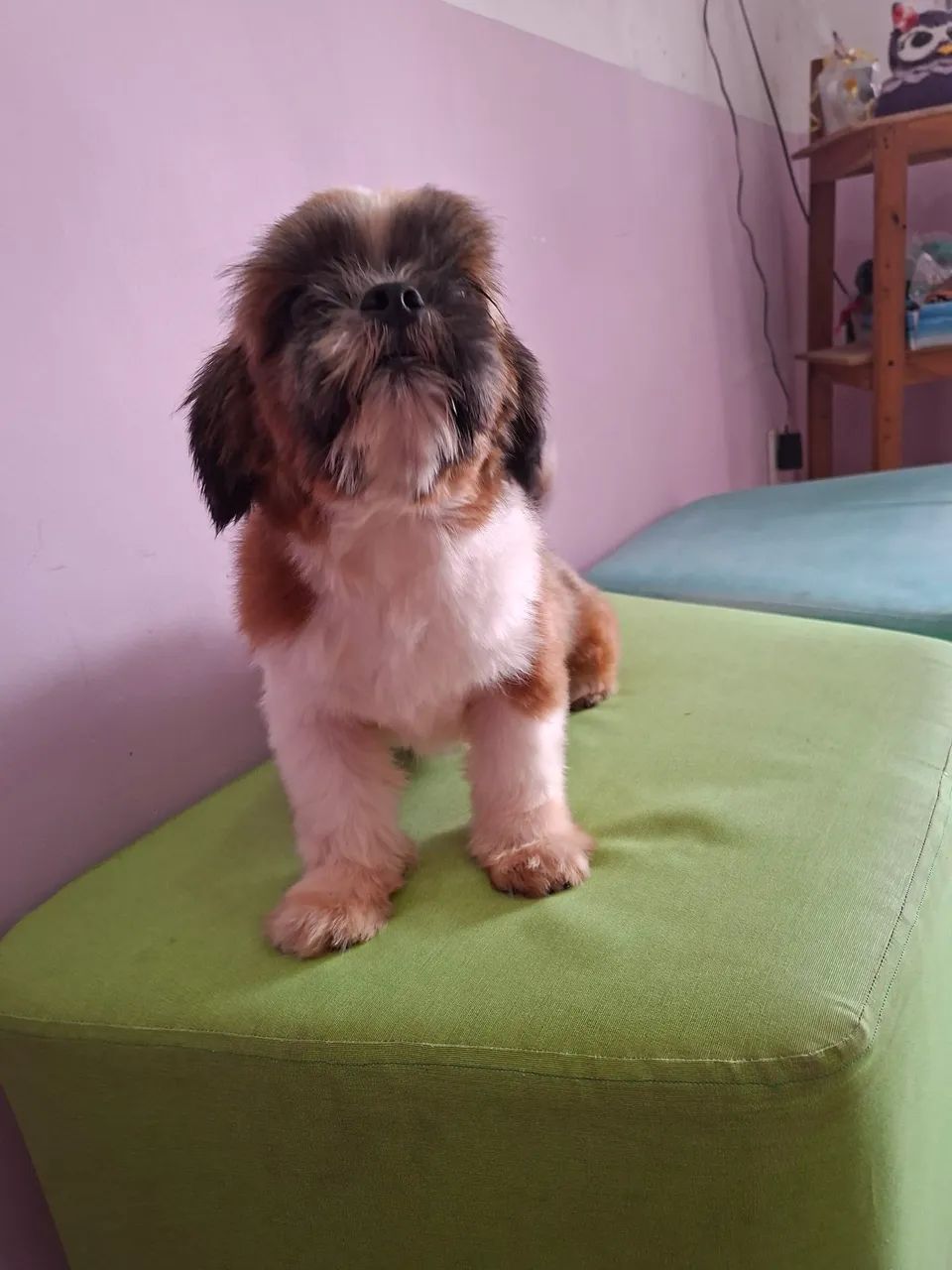 Shihtzu macho 10 meses - Foto 4