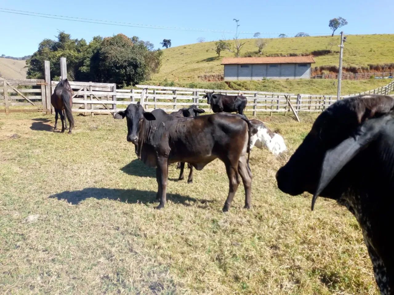 Terreno com 20 alqueires- Cambuí - MG - Foto 5