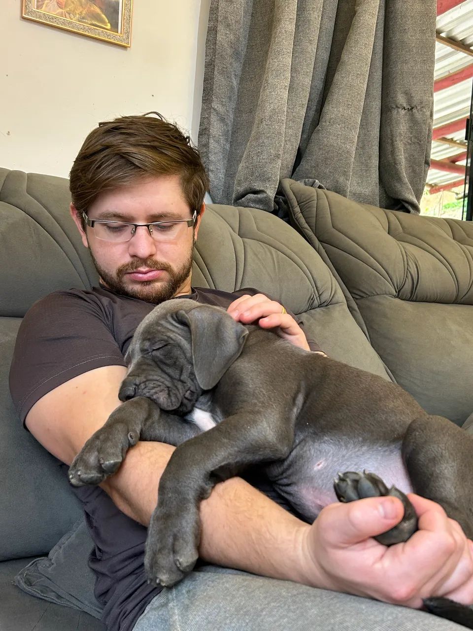 Cane Corso  - Foto 2
