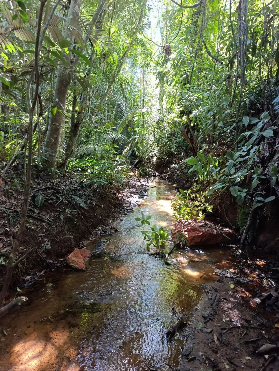 Terreno 5.000m² em holandinha - Foto 5