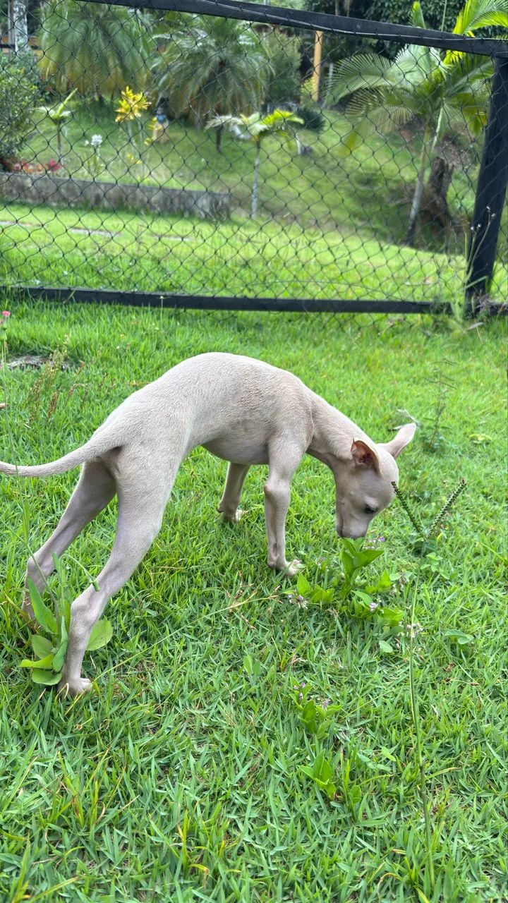 Galgo italiano macho - Foto 5
