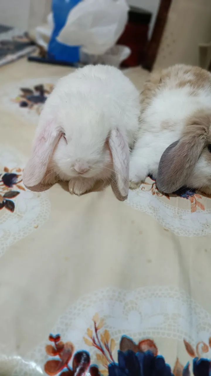 coelho mini lop - Foto 3