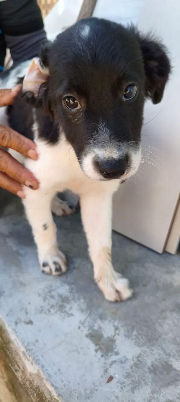 Filhote de cachorro para adoção ? - Foto 3