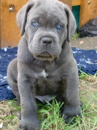 Cane Corso Companhia que nunca cansa