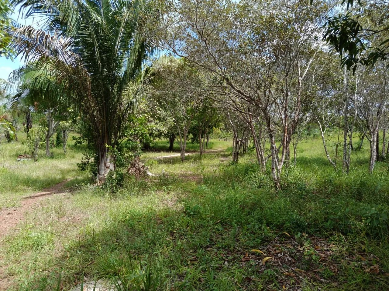 Vende sítio formado  - Foto 3
