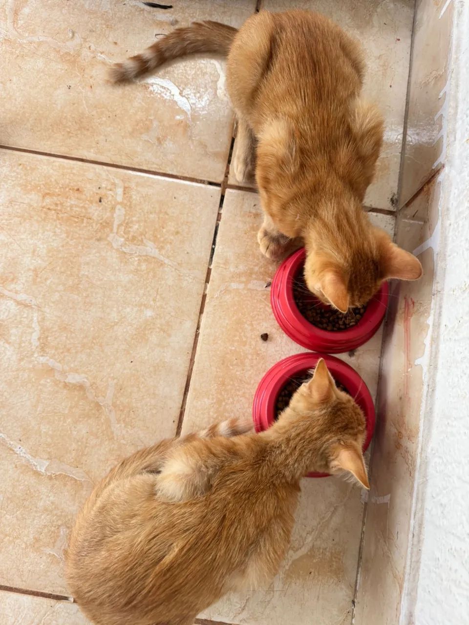 Doação de gato  - Foto 4