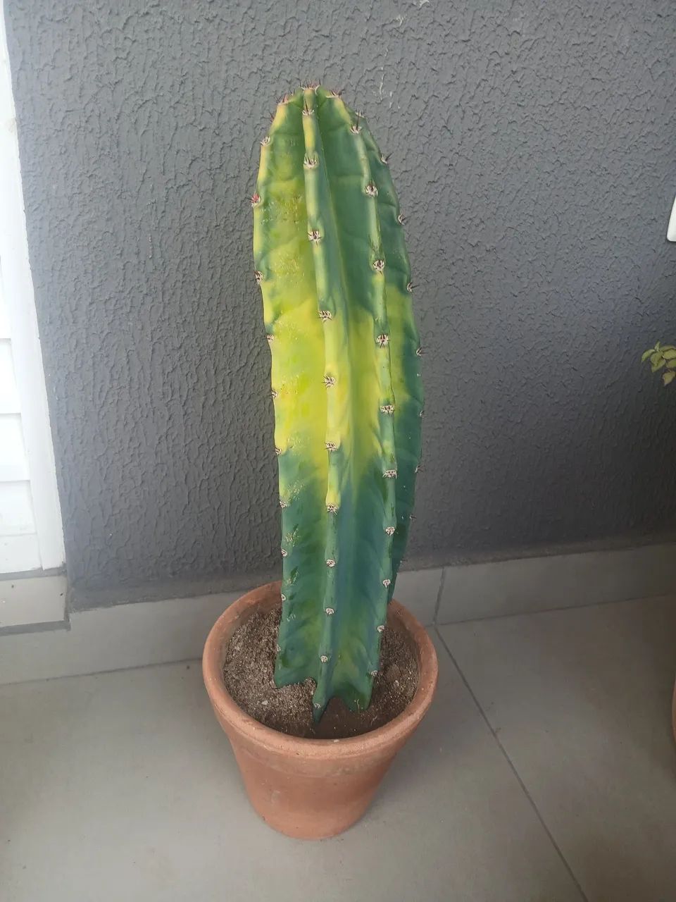 Cacto - Foto 2