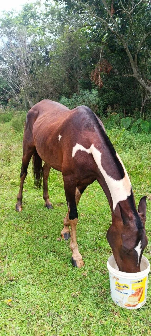 Égua pampa + charrete - Foto 2