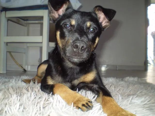 Filhote macho  - Foto 4