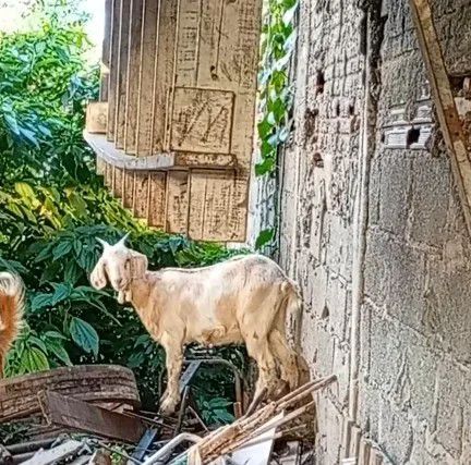Vendo cabritos e cabras  - Foto 4