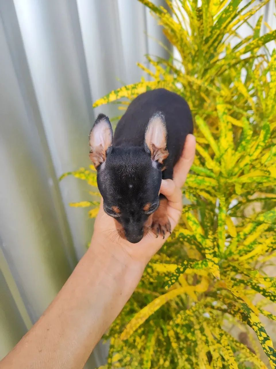 Pinscher  - Foto 3