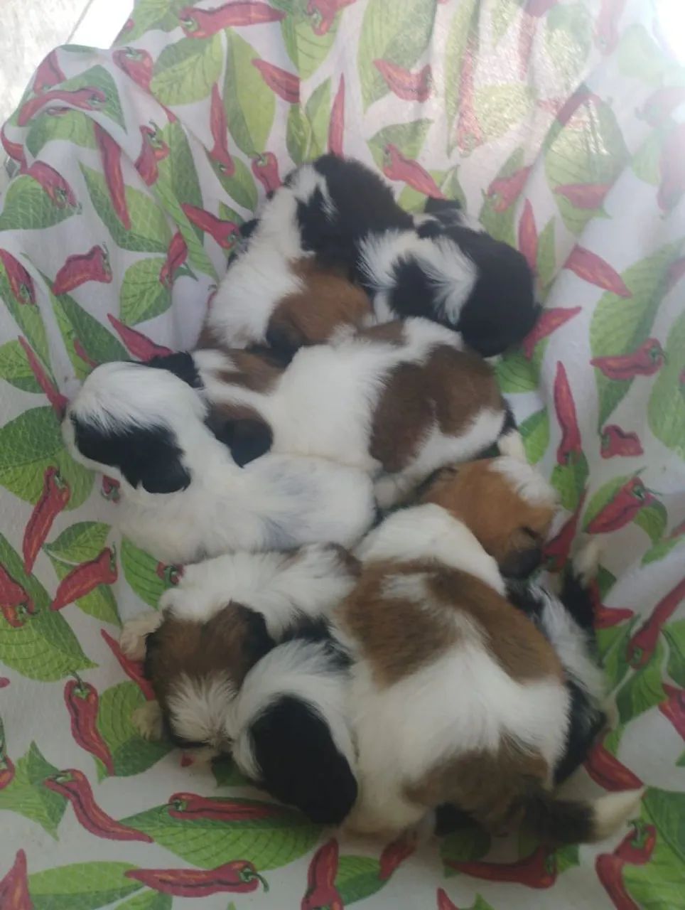 Vende se cães  - Foto 2