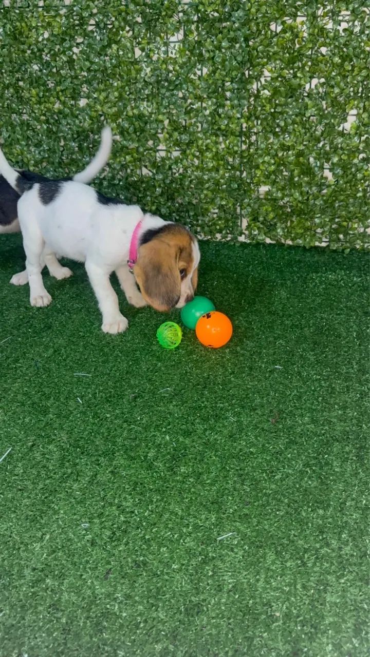 Filhote Beagle - Foto 2