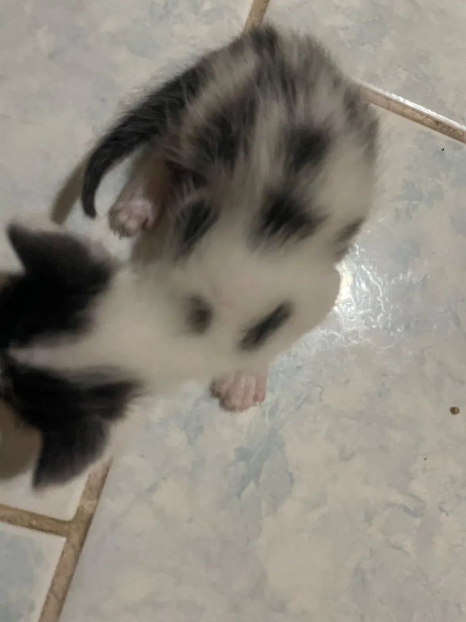 Animais Gatos 