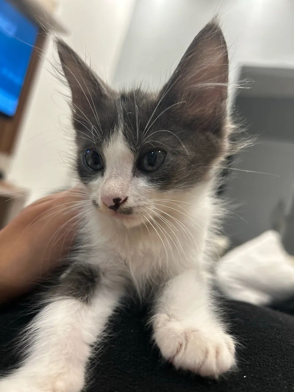 Adoção responsável  - Foto 3