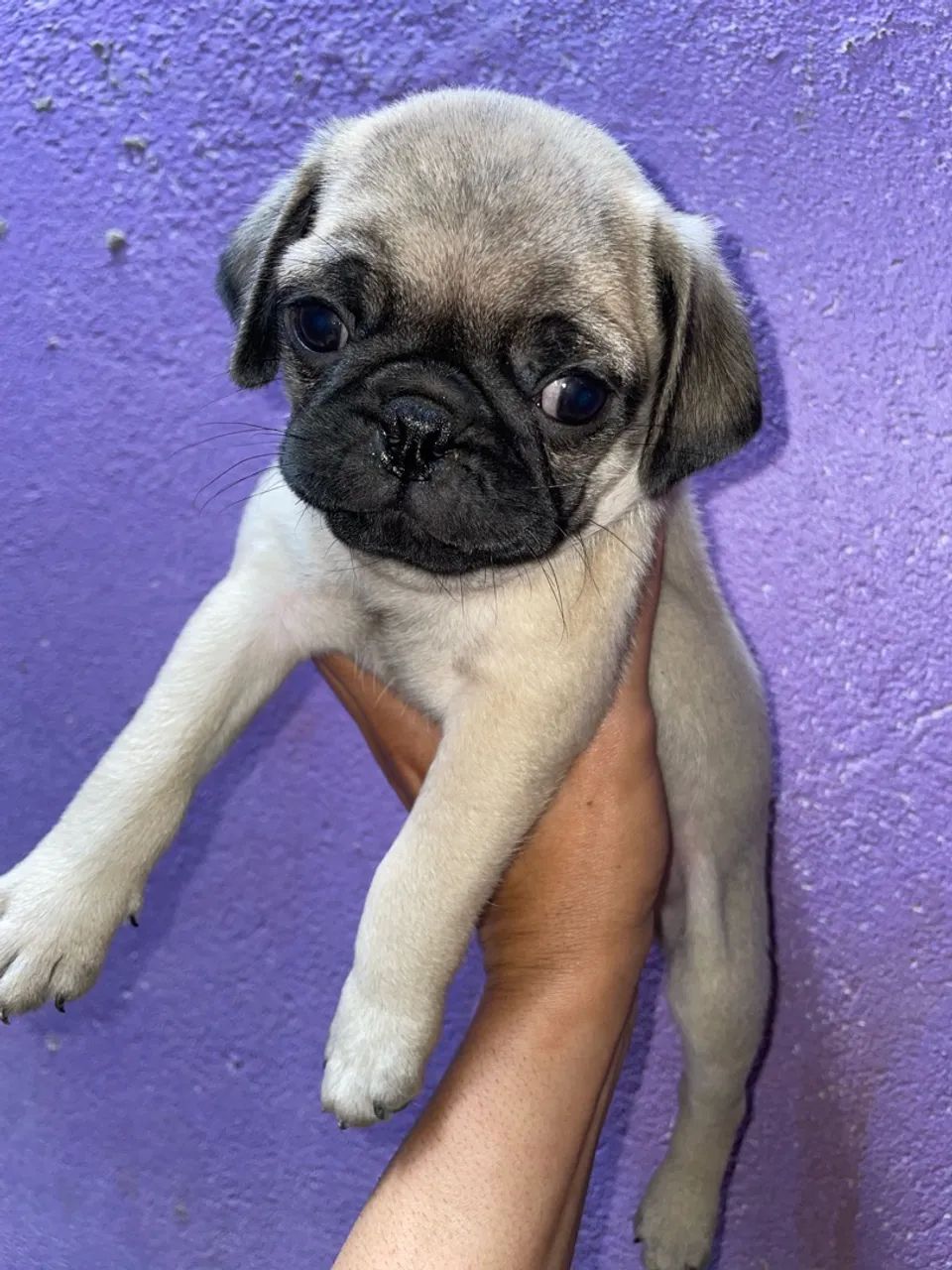 Pug macho  - Foto 5