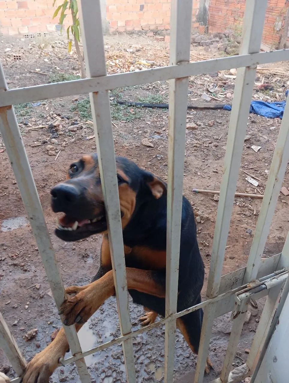 Pet para adoção, misturado com Rottweiler