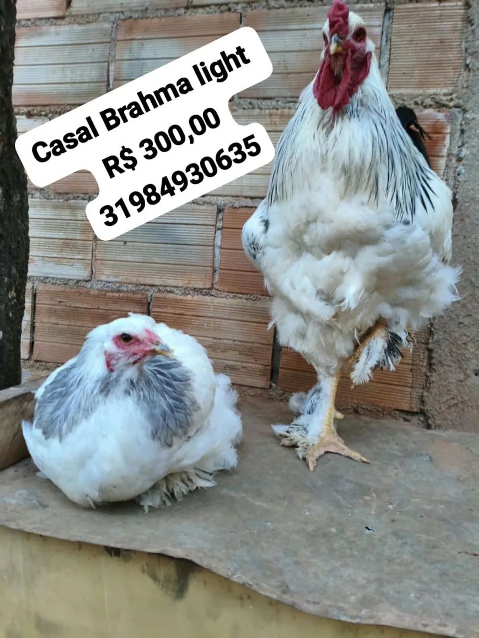 Brahma  - Foto 2