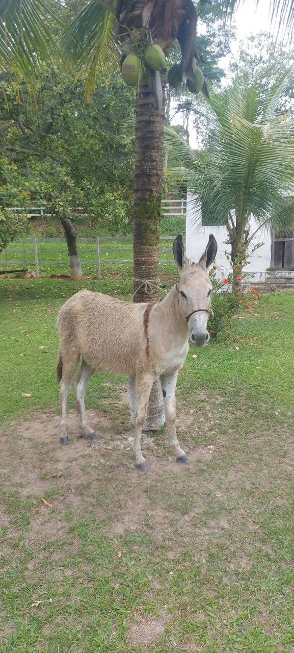 Jumento inteiro  - Foto 2