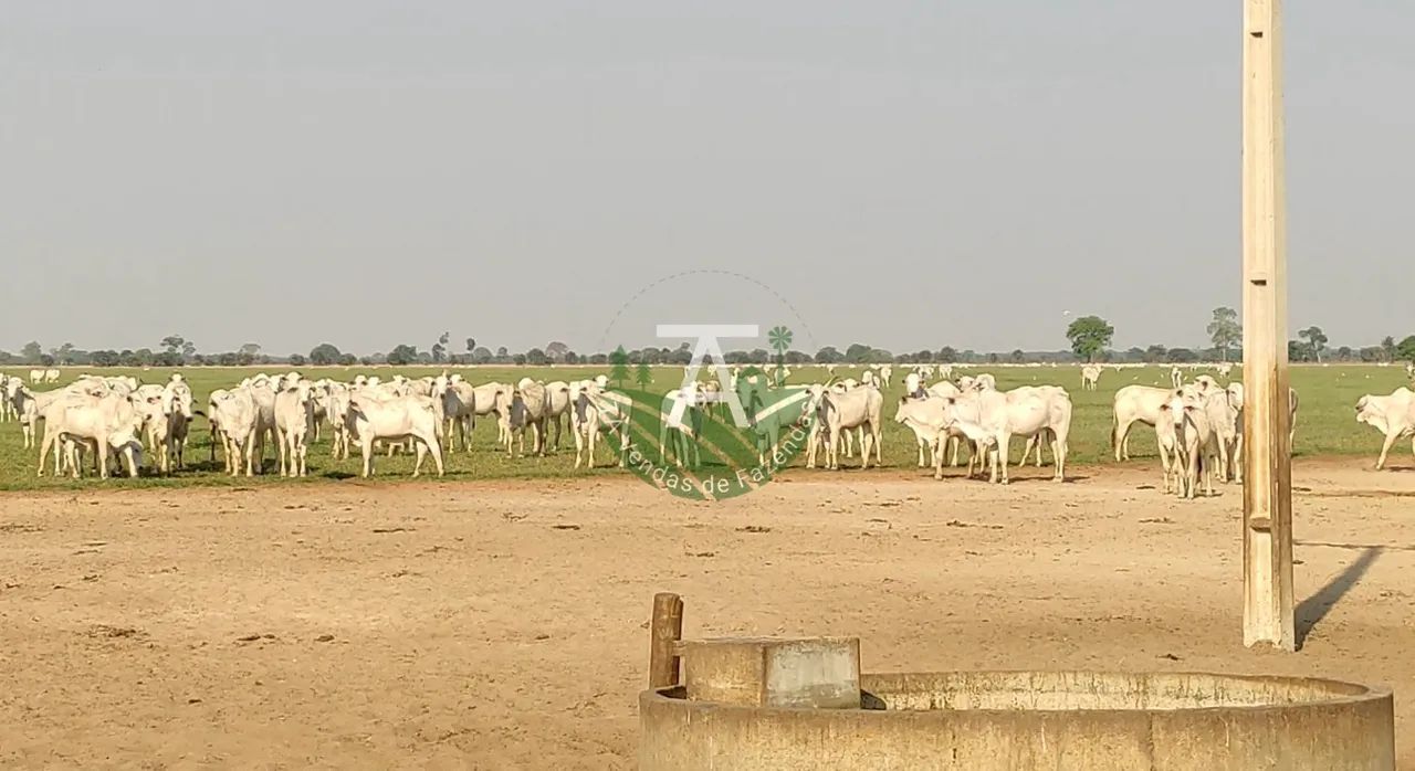 Fazenda em Jussara - Foto 4