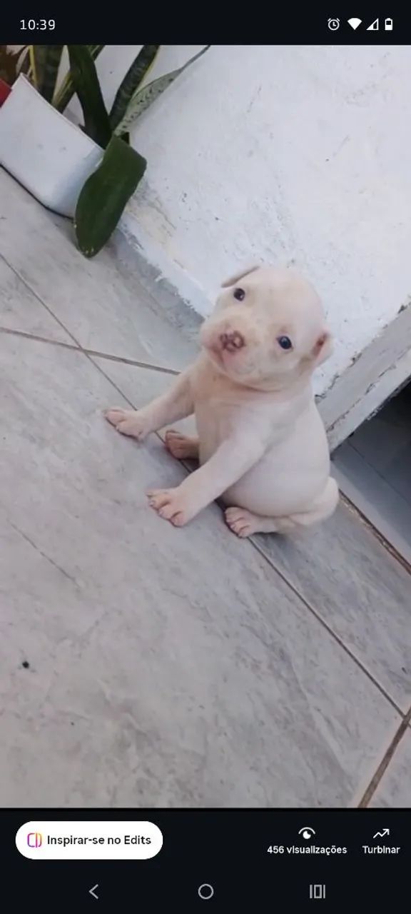 FILHOTES DE PITMONSTER 
