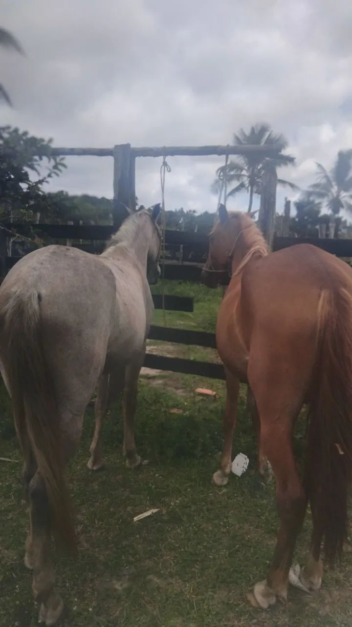 Vende-se cavalo boms