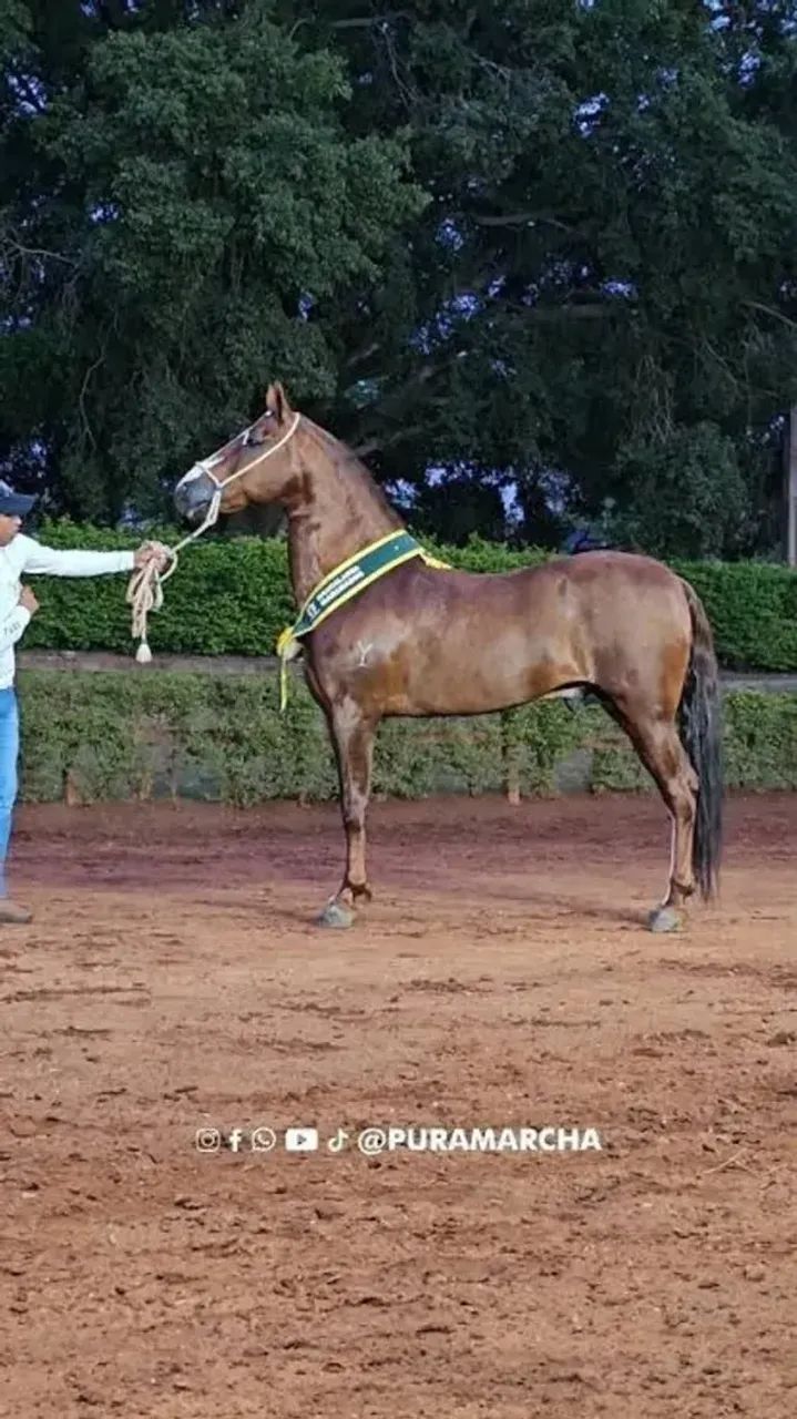 Potro Elite Registrado Mangalarga Machador - Domado - Foto 4