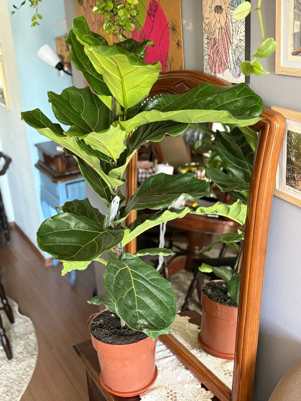 Lindas e variadas plantas  - Foto 5