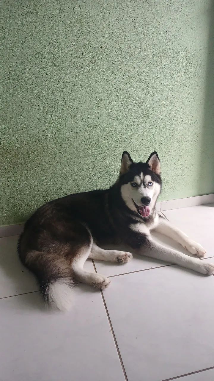 Husky Siberiano, macho 1 ano - Foto 3
