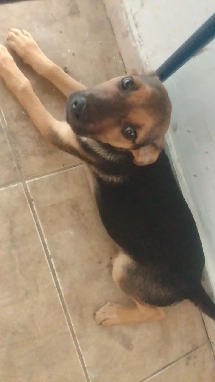 Cachorros 