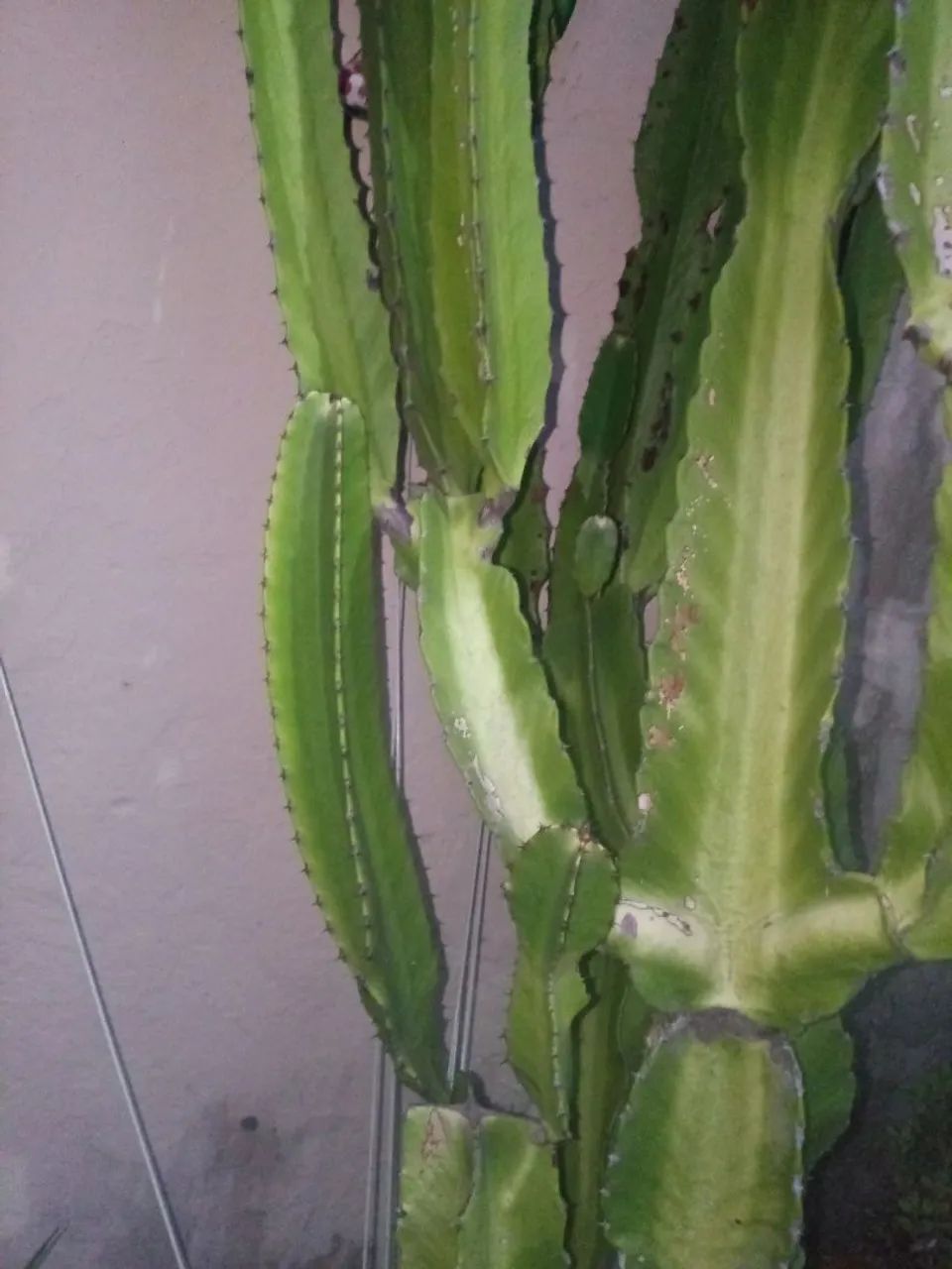 Cacto/suculenta  - Foto 3