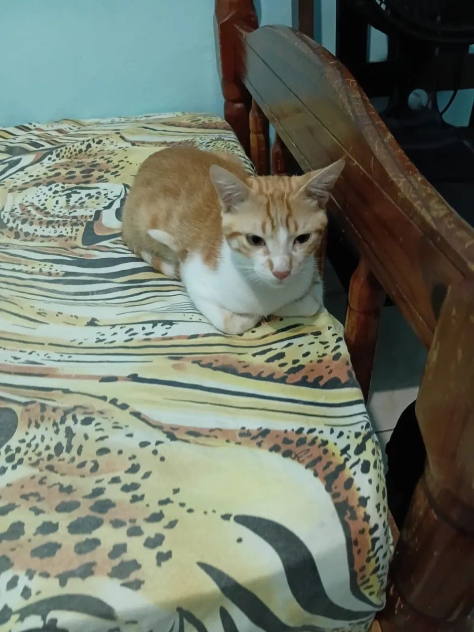 Gato para adoção  - Foto 2