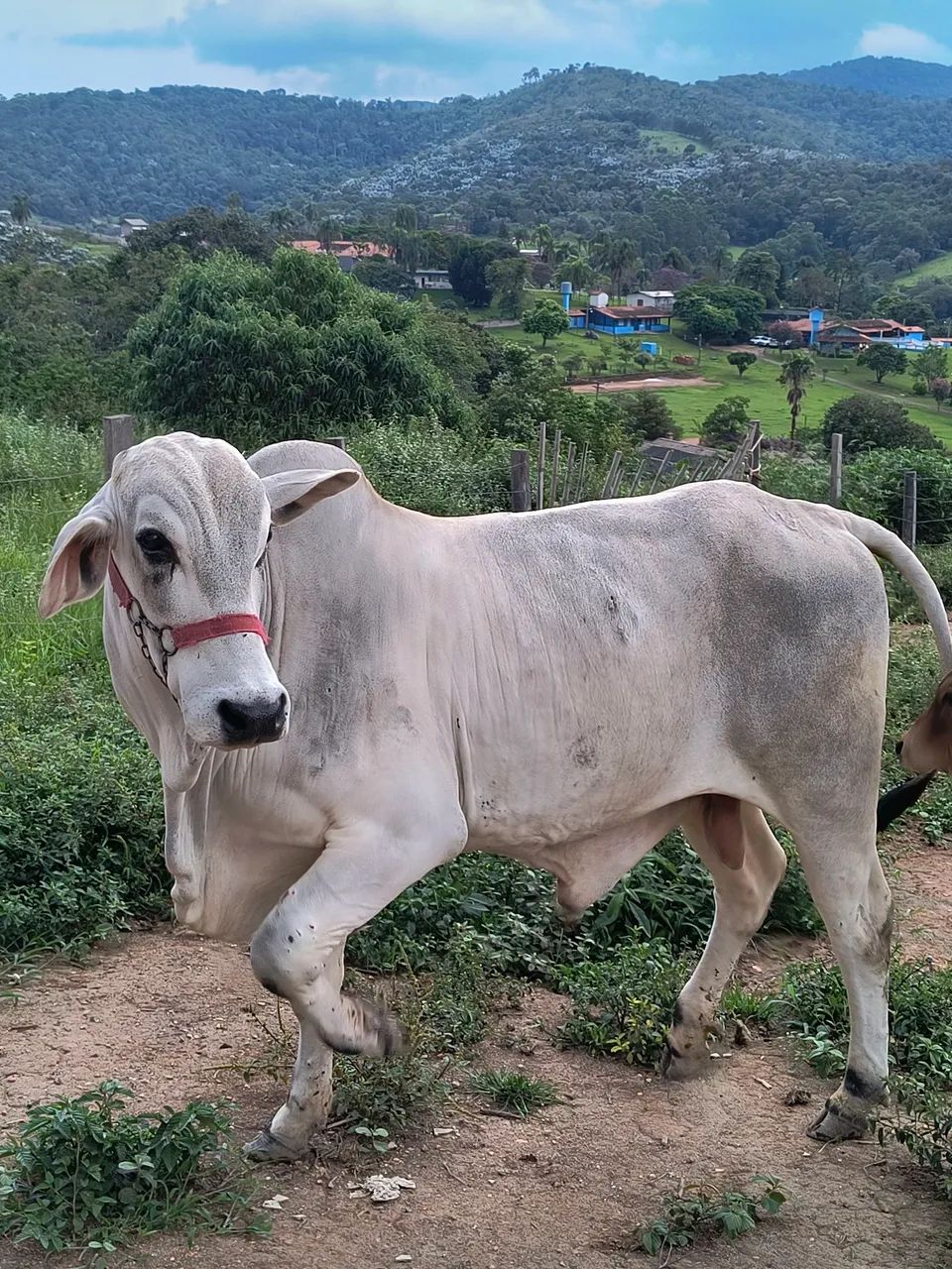 Touro Tabapuã  - Foto 3