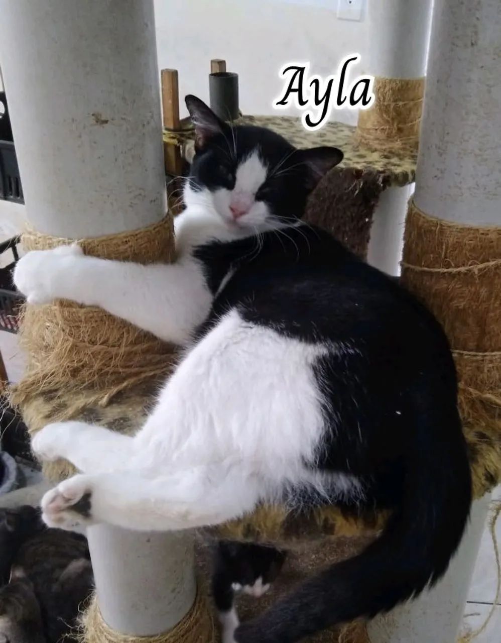 AYLA PARA ADOÇÃO 