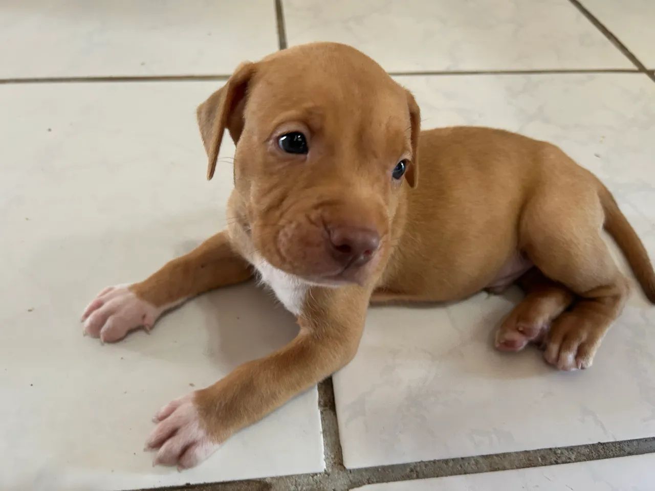 American bully pitbull - Foto 2
