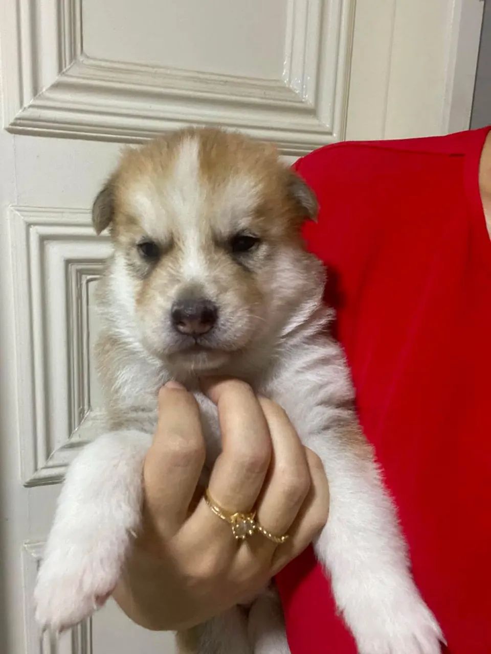Filhotes de husky siberiano  - Foto 3