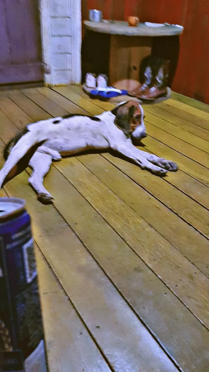 Cão de caça
