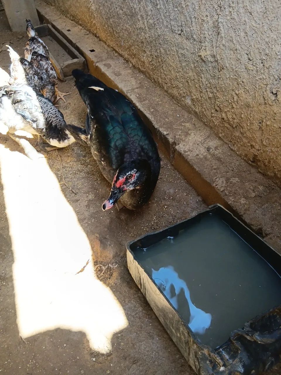 Patos  - Foto 3