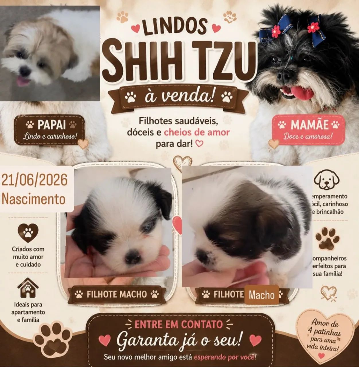 Shitzus