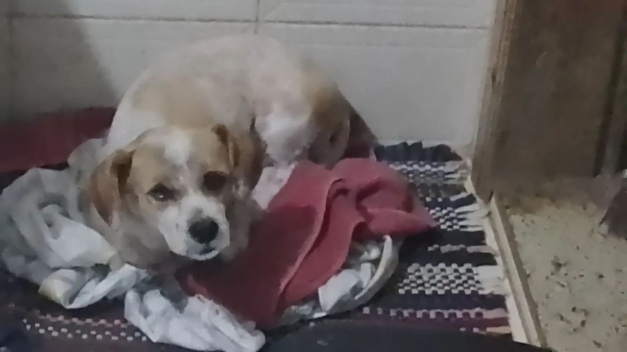 Adote Duque - Foto 2