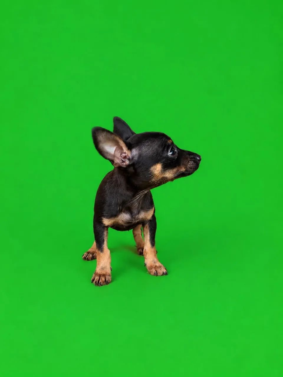 Pinscher mini para criança 