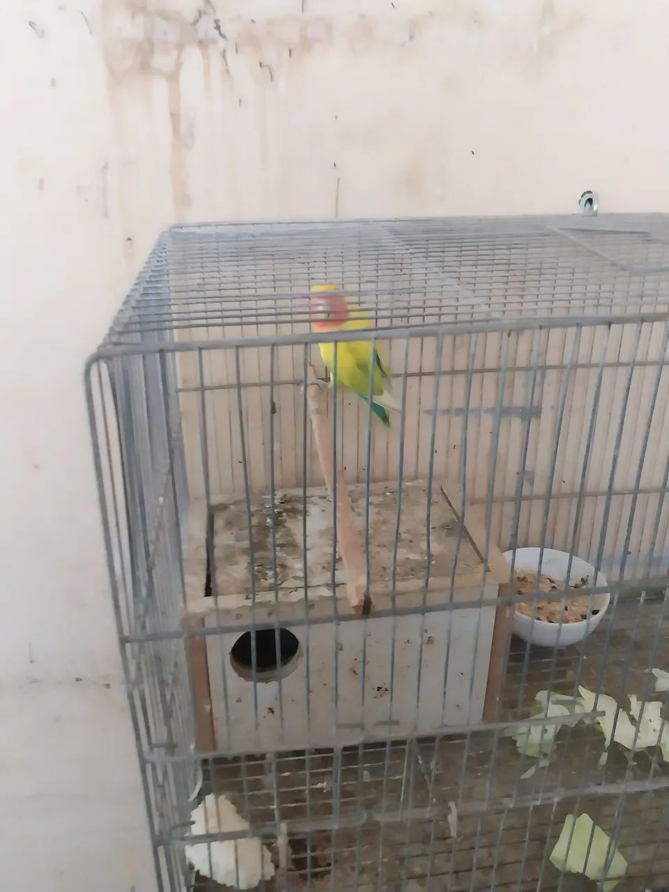 Vendo agapornias com gaiola - Foto 2
