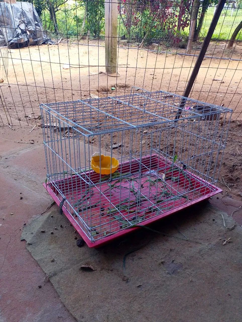 Vende-se mini coelhas - Foto 6