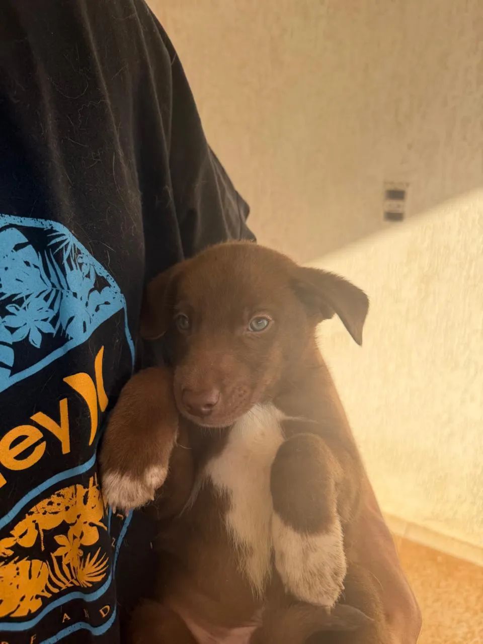 Cachorro - Foto 2