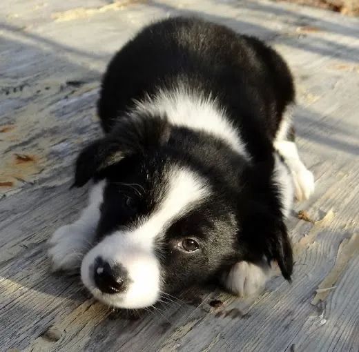 Border Collie - Patinhas De Doçuras 
