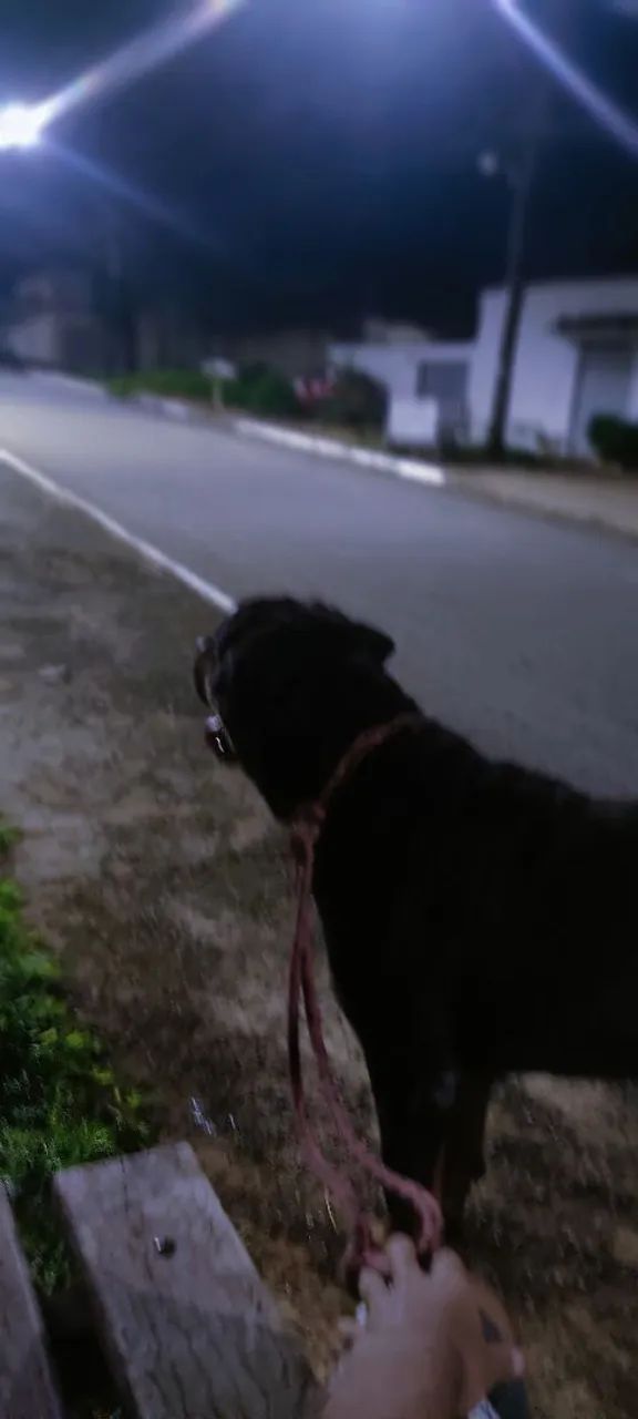 Rottweiler  - Foto 4