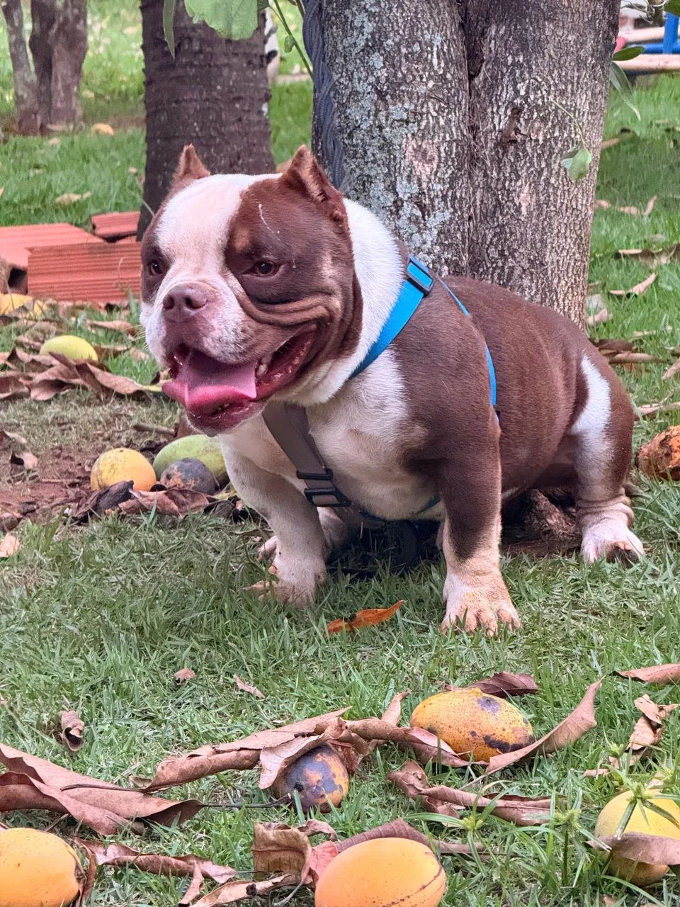 Doação American Bully  - Foto 3